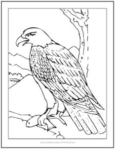 bald eagle coloring page  print it free