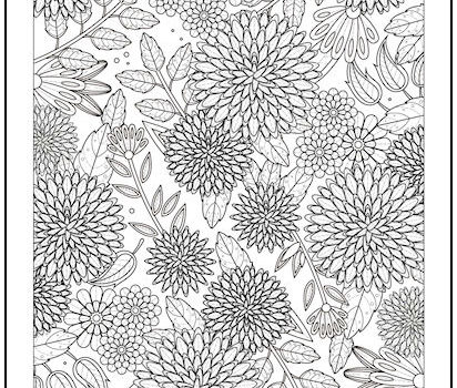 Chrysanthemums Coloring Page