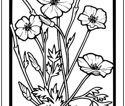 Poppy Flowers Coloring Page