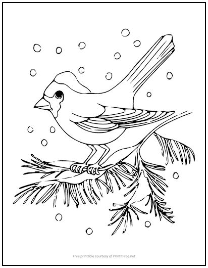 Snow Bird Coloring Page