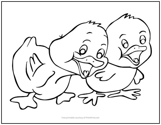 Baby Chicks Coloring Page